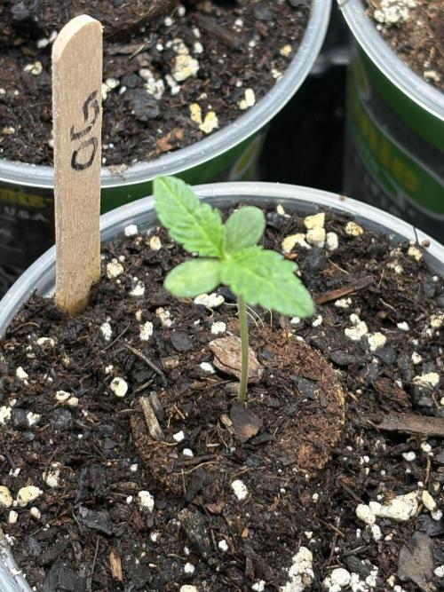 Oh kush - we’ll see. Week 0