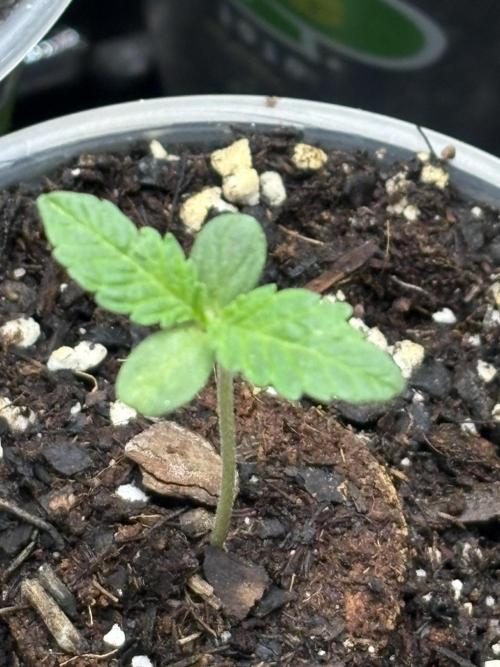 Oh kush - we’ll see. Week 0