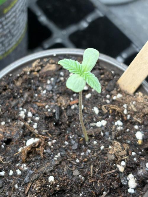 White widow. Week 0