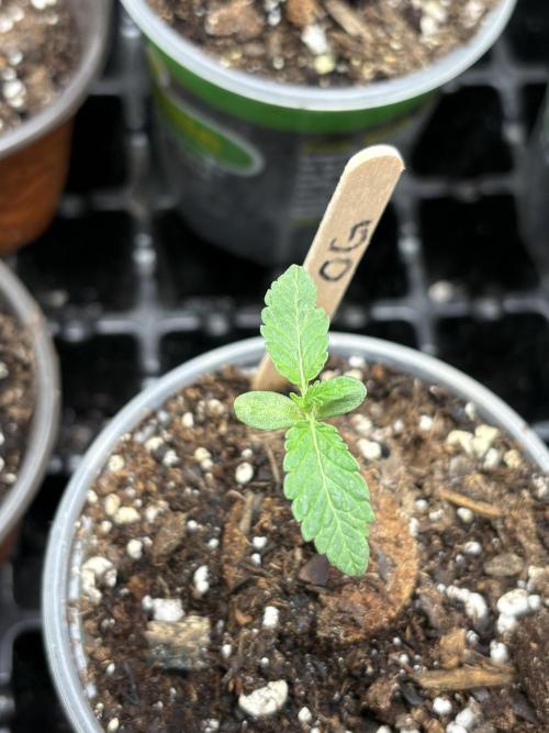 Oh kush - we’ll see. Week 0