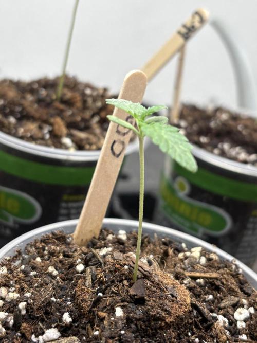 Oh kush - we’ll see. Week 0