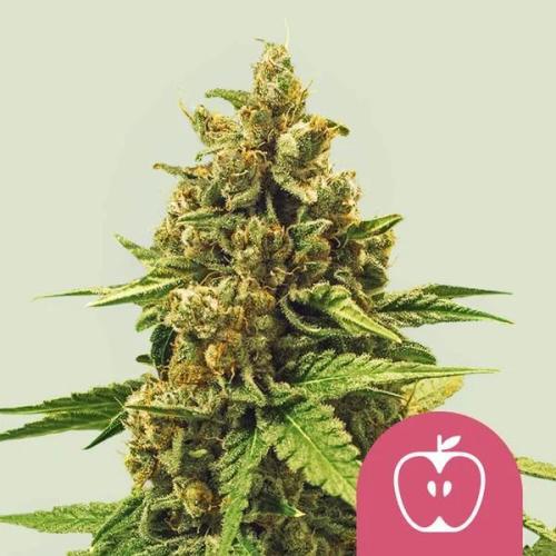Apple yumyum. Week 0