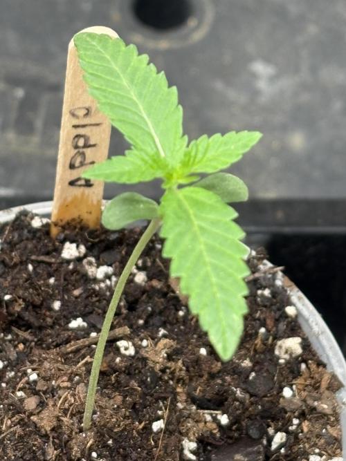 Apple Fritter. Week 0