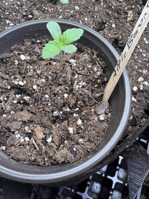 Apple banana bath. Week 0