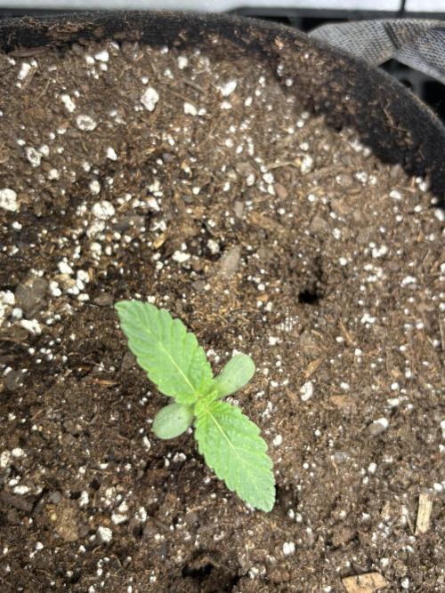 White widow. Week 0