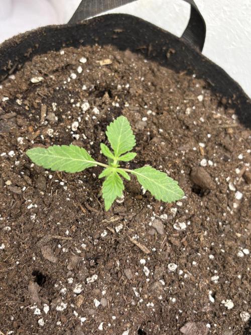 Oh kush - we’ll see. Week 1