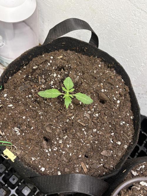 Oh kush - we’ll see. Week 1