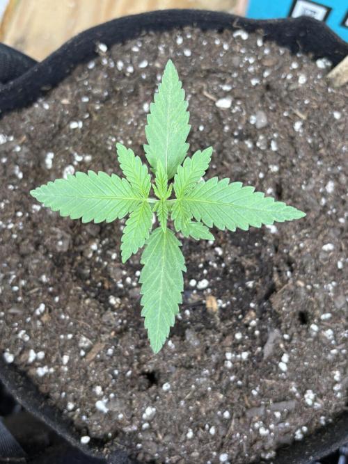 Cindy-99. Week 1