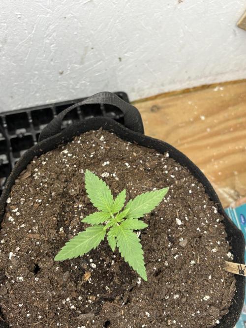 Cinderella 99. Week 1