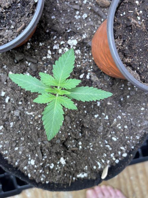Apple yumyum. Week 1