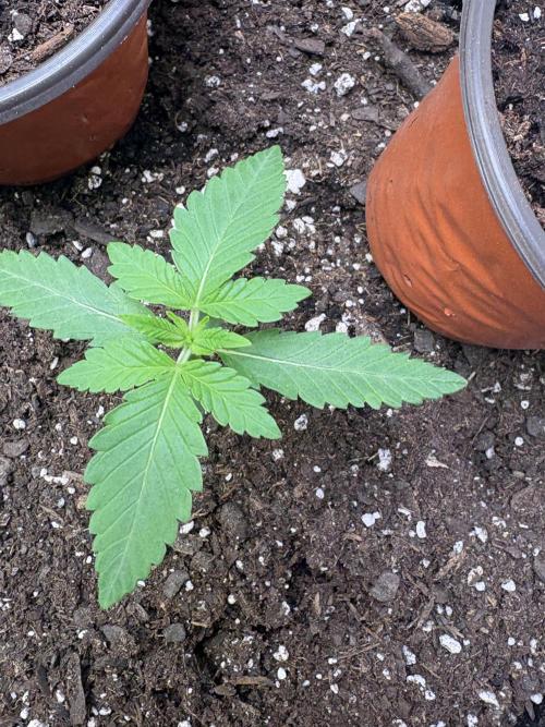 Apple Fritter. Week 1