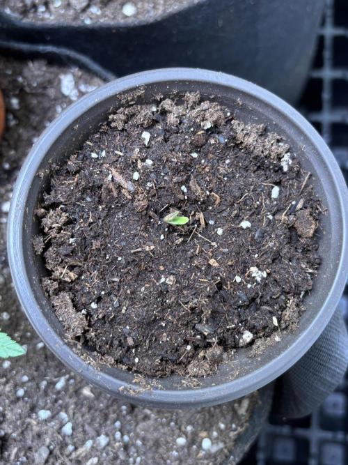 Royal dwarf. Week 0