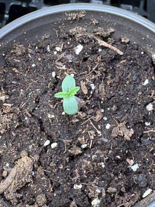 Royal dwarf. Week 0