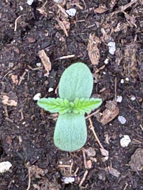 Royal dwarf. Week 0