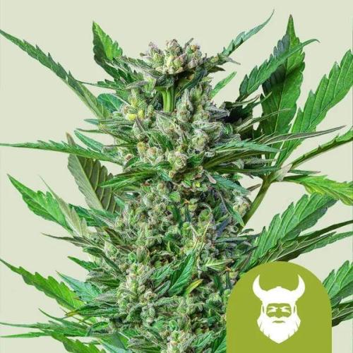 Royal dwarf. Week 0