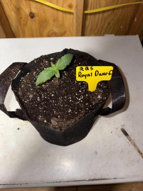 Royal dwarf. Week 1