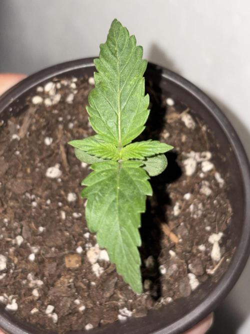 Royal dwarf. Week 1