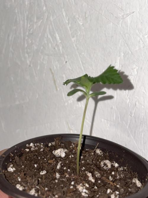 Royal dwarf. Week 1