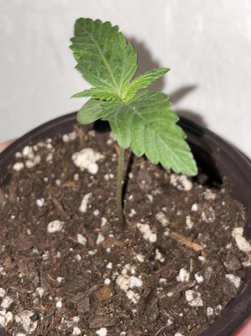Royal dwarf. Week 1