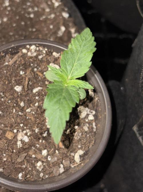 Royal Dwarf. Week 1