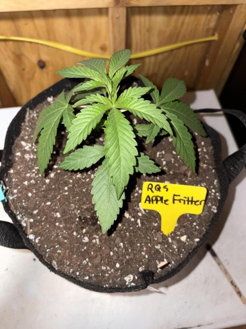 Apple yumyum. Week 2