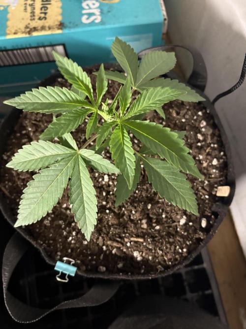 Apple yumyum. Week 2