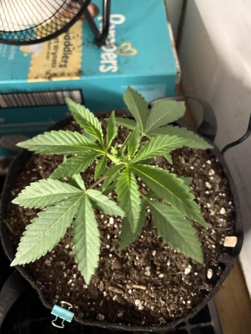 Apple yumyum. Week 2