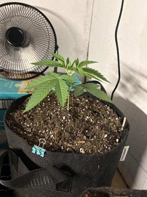 Apple Fritter. Week 2