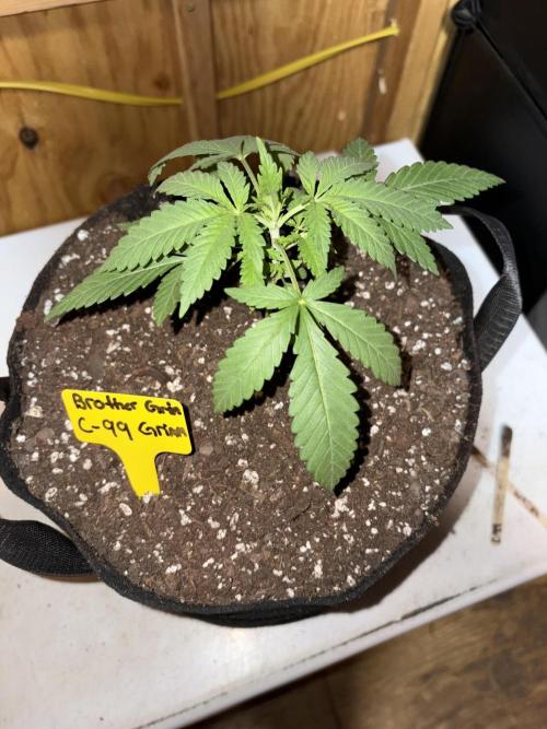 Cindy-99. Week 2
