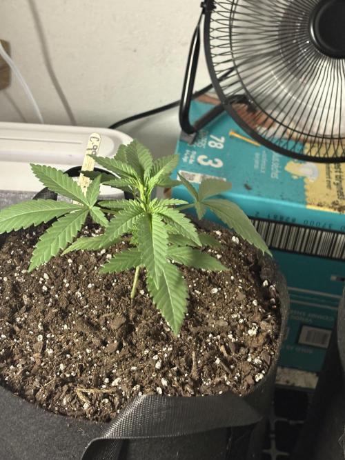 Cindy-99. Week 2