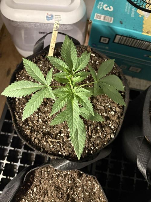 Cindy-99. Week 2