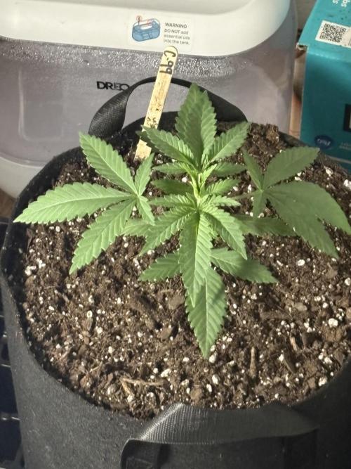 Cindy-99. Week 2