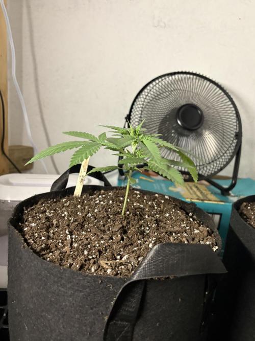 Cinderella 99. Week 2