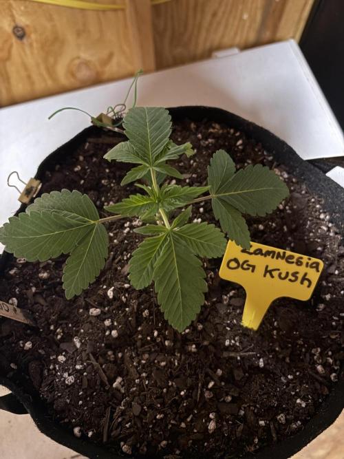 Oh kush - we’ll see. Week 2