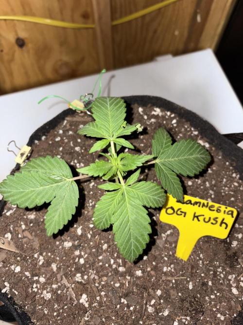 Oh kush - we’ll see. Week 2