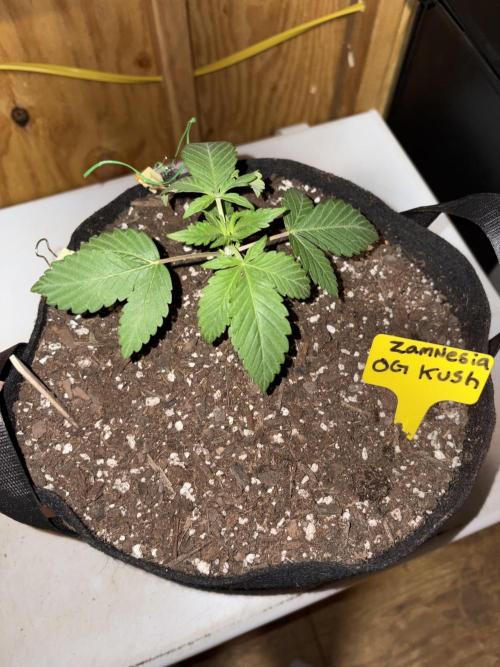 Oh kush - we’ll see. Week 2