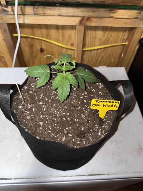 Oh kush - we’ll see. Week 2