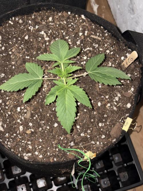 Oh kush - we’ll see. Week 2