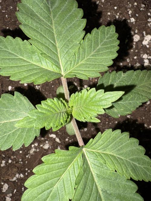 OG Kush. Week 2