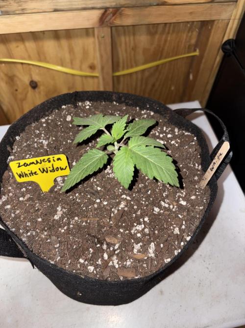 White Widow. Week 1