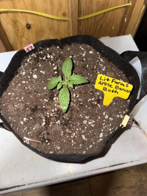 Apple banana bath. Week 1