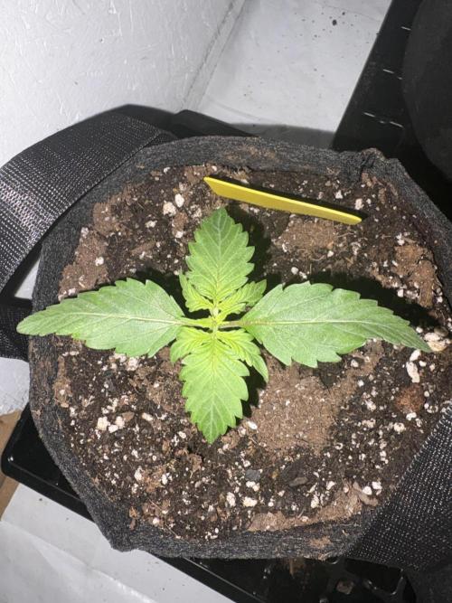 Royal dwarf. Week 1