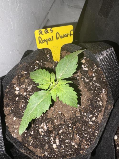Royal Dwarf. Week 1