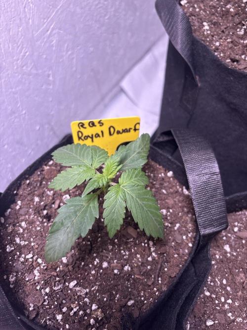 Royal dwarf. Week 1