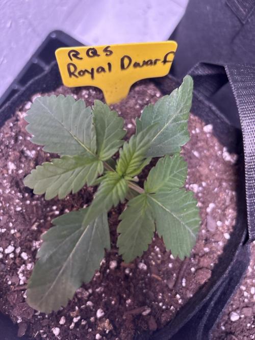Royal Dwarf. Week 1
