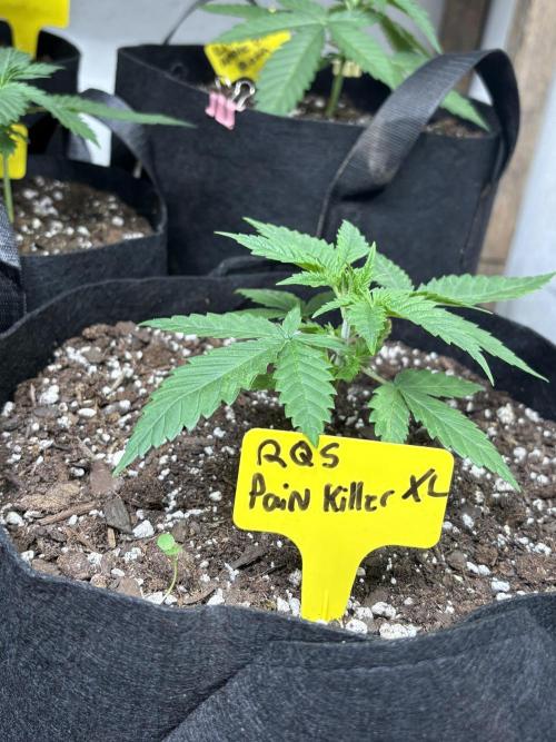 Pain killer let’s kill some pain main. Week 2