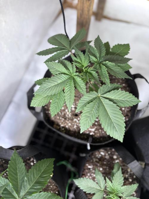 White widow. Week 2