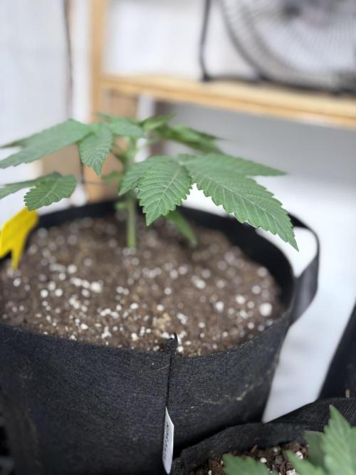 White widow. Week 2
