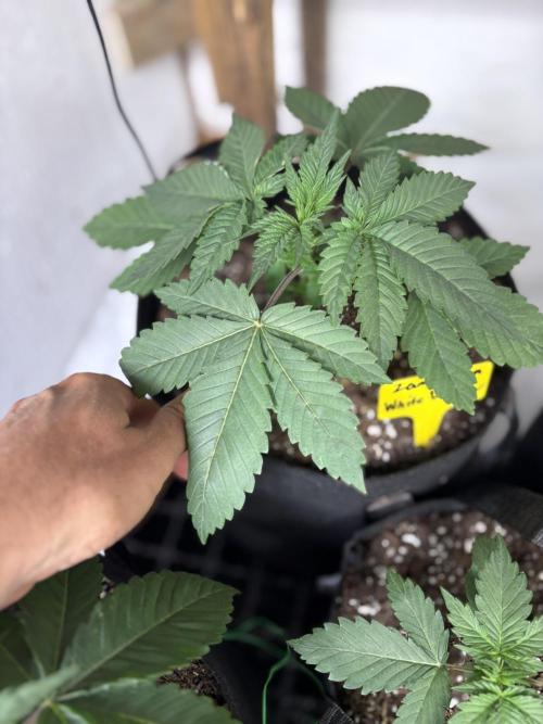 White widow. Week 2