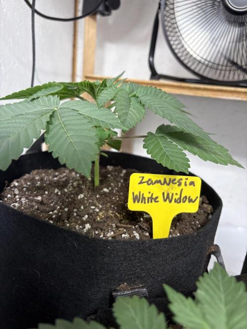 White widow. Week 2